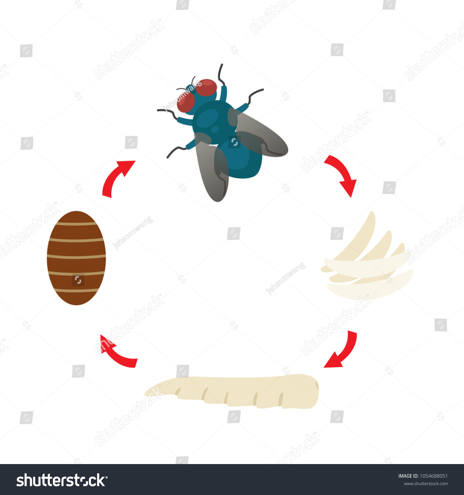 Illustration Life Cycle Housefly Vector Stock Vector (Royalty Free ...