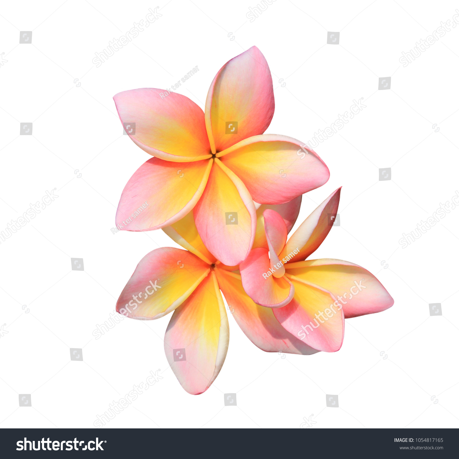 Plumeria Frangipani Temple Tree Plumeria Spp Stock Photo 1054817165 ...