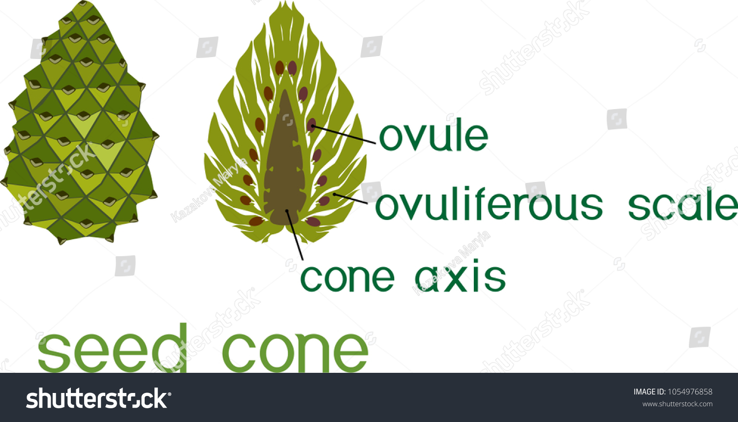 Structure Green Female Seed Cone Pine Stock Vector (Royalty Free ...