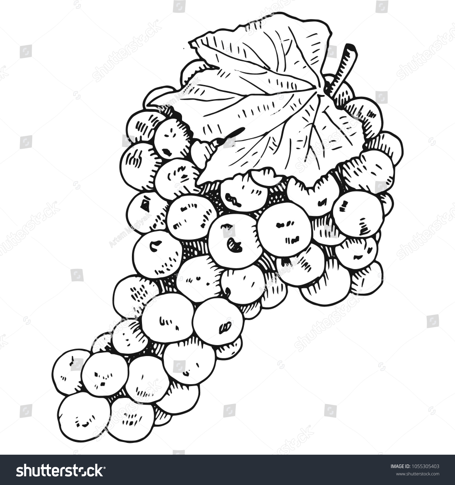 Hand Drawn Grapewine Vector Illustration On Stock Vector (Royalty Free ...