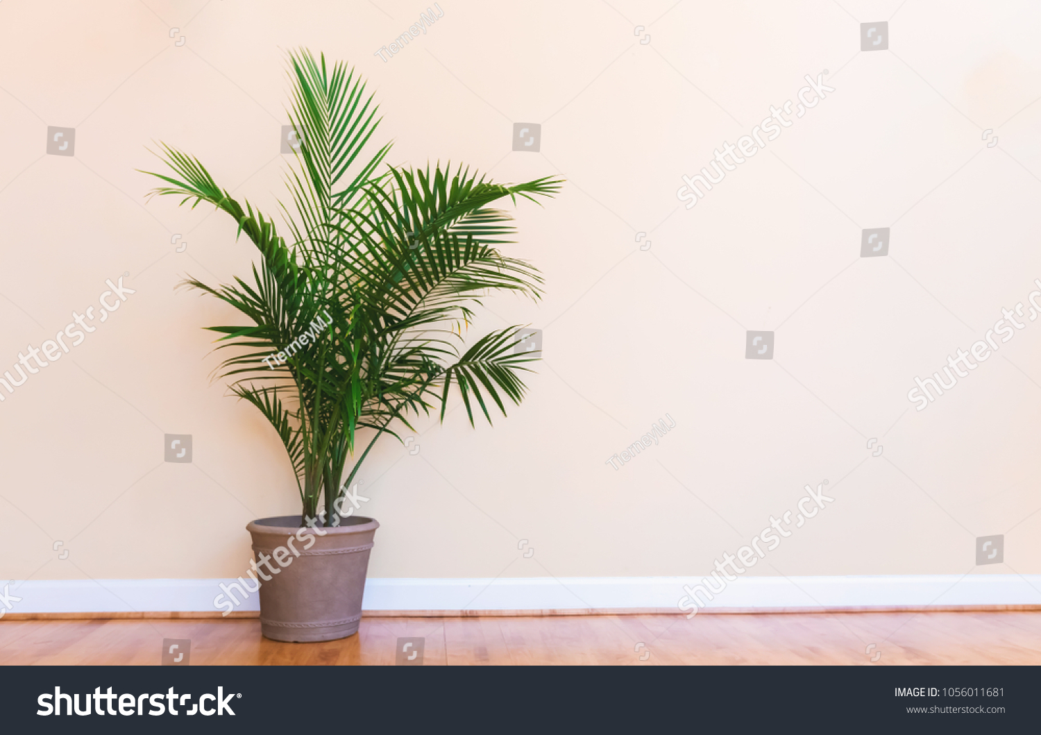 Large Indoor Palm Plant Pale Yellow Stock Photo 1056011681 | Shutterstock