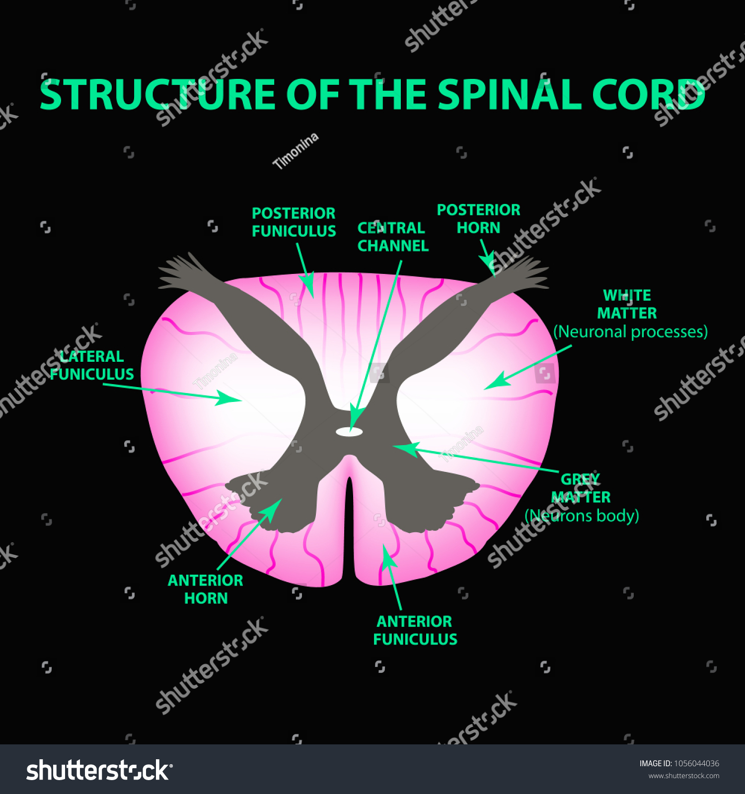 Structure Spinal Cord Infographics Vector Illustration Stock Vector ...