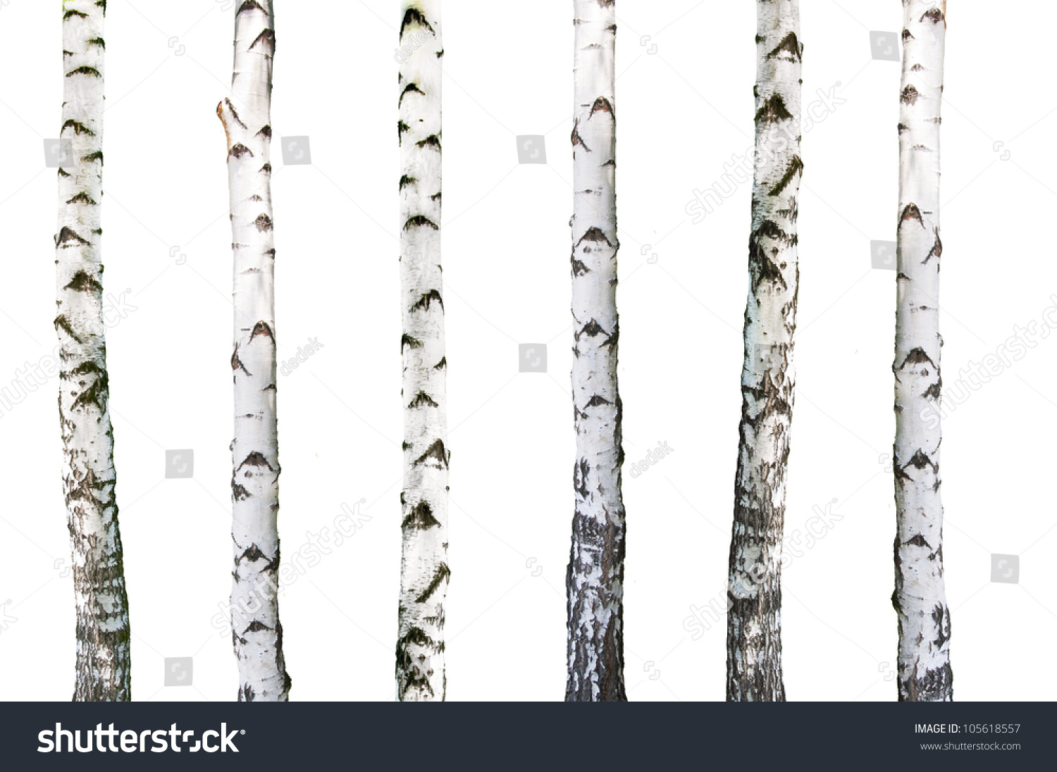 Birch Bark Natural Texture Background Stock Photo - Download Image Now F56