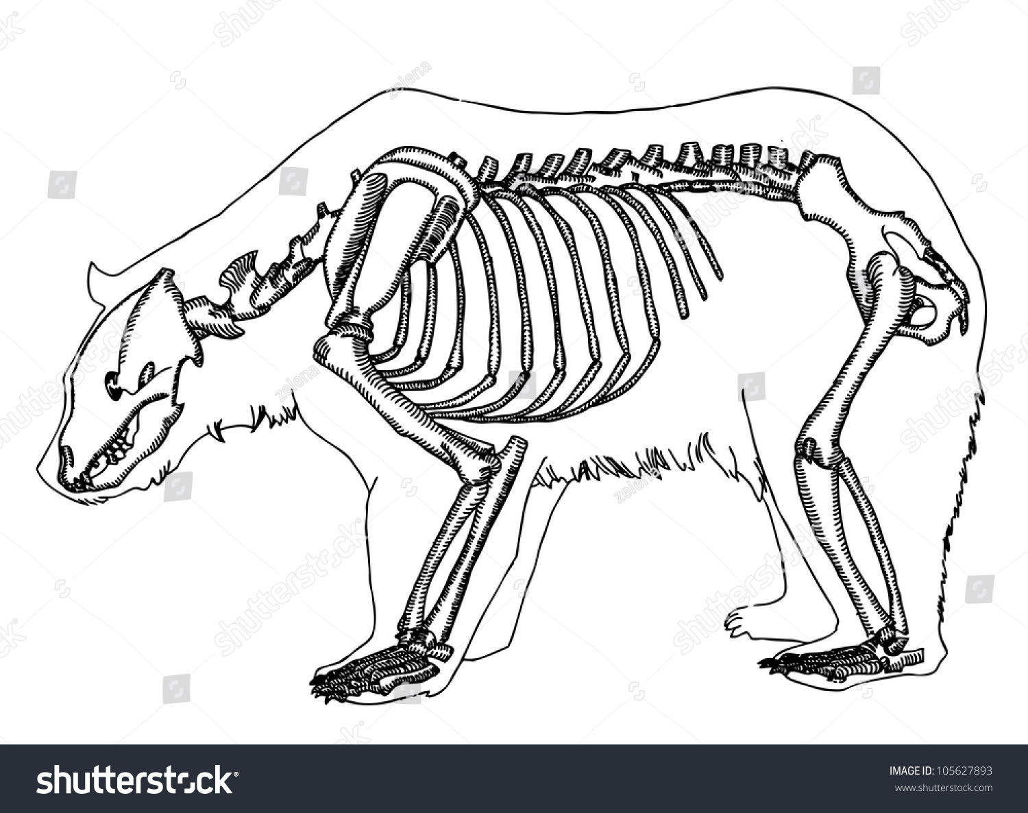 Скелетное строение медведя