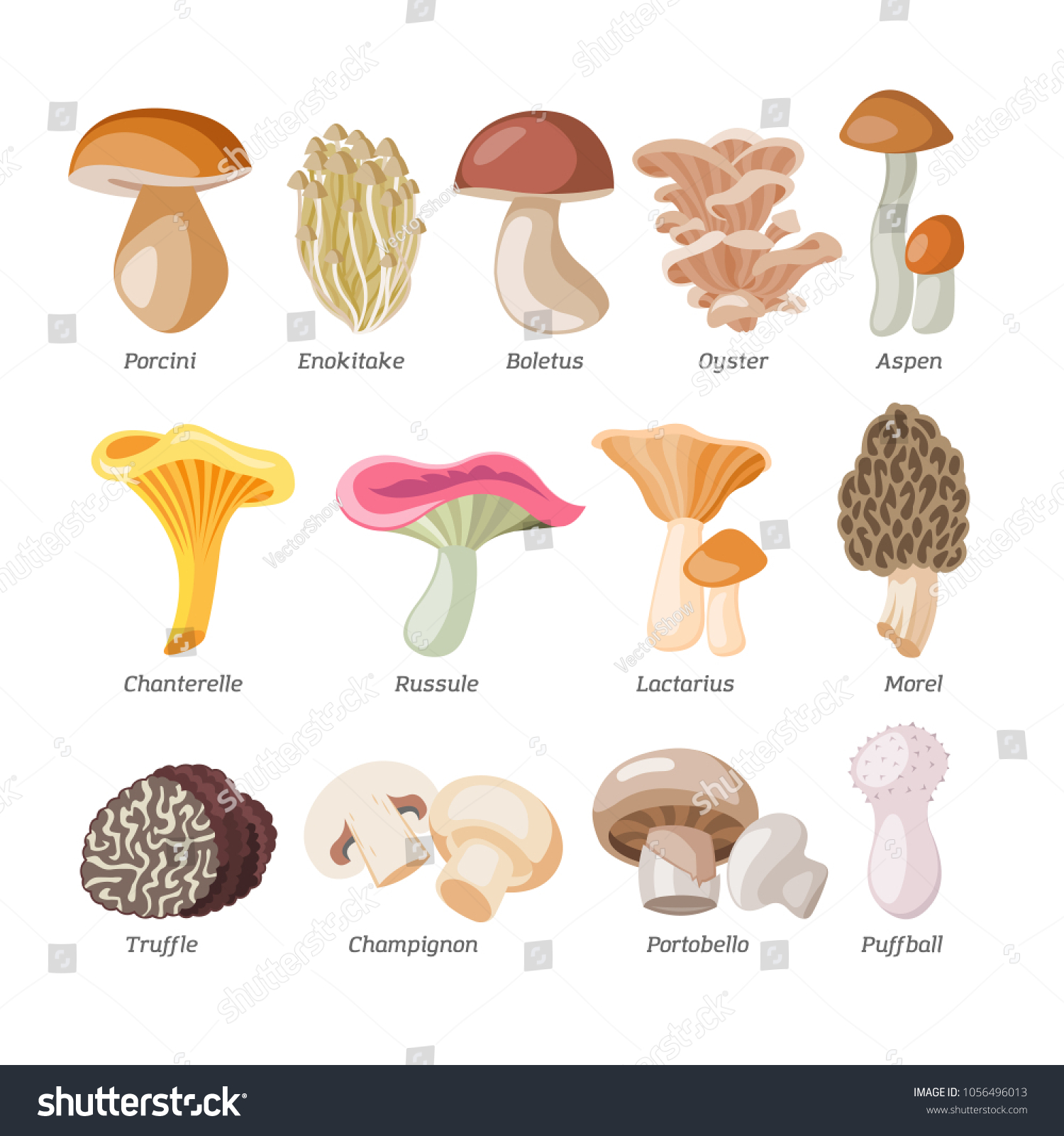 Mushroom Vector Natural Fungus Mushrooming Organic Stock Vector ...