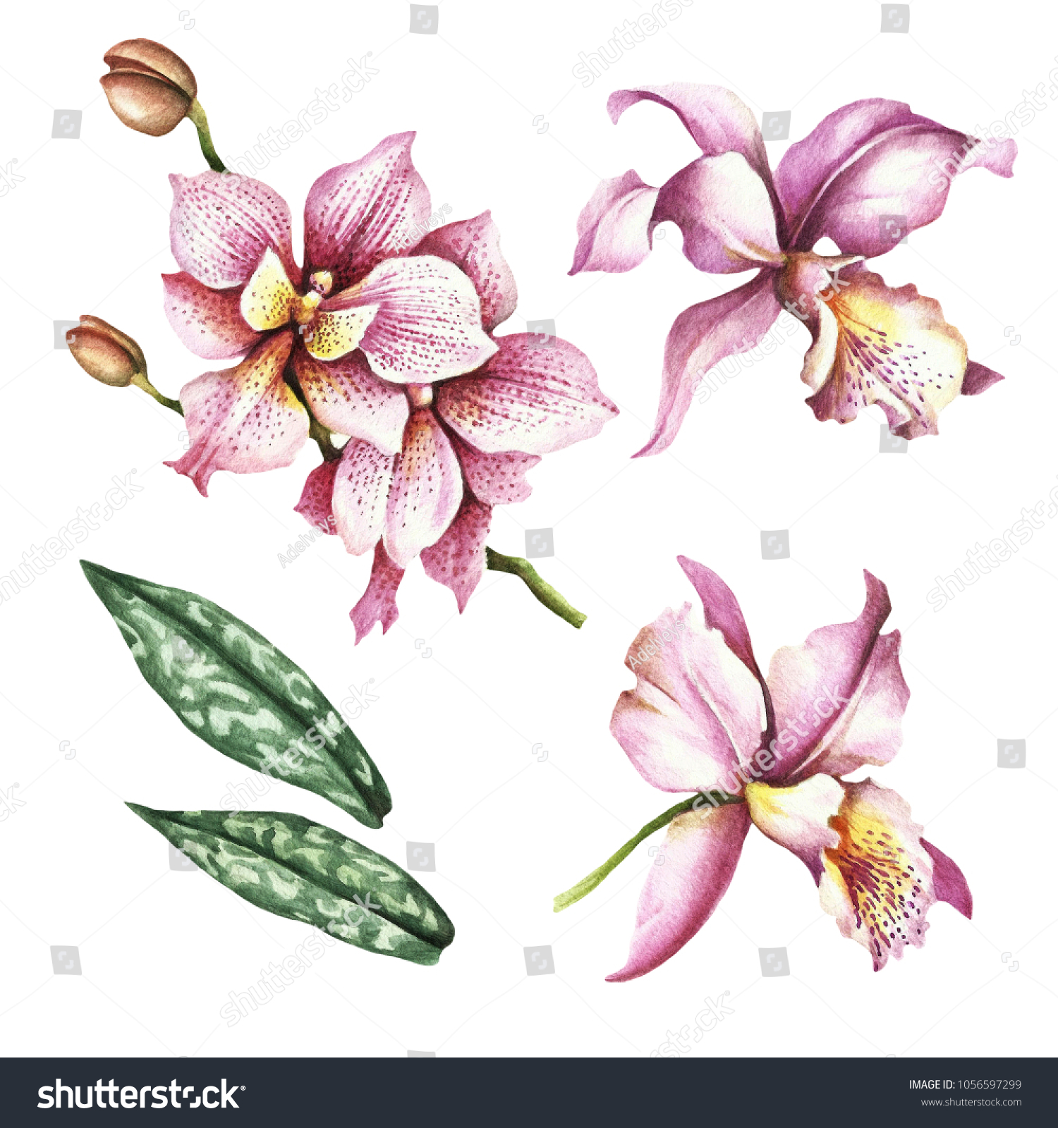 Set Orchids Hand Draw Watercolor Illustration Stock Illustration ...