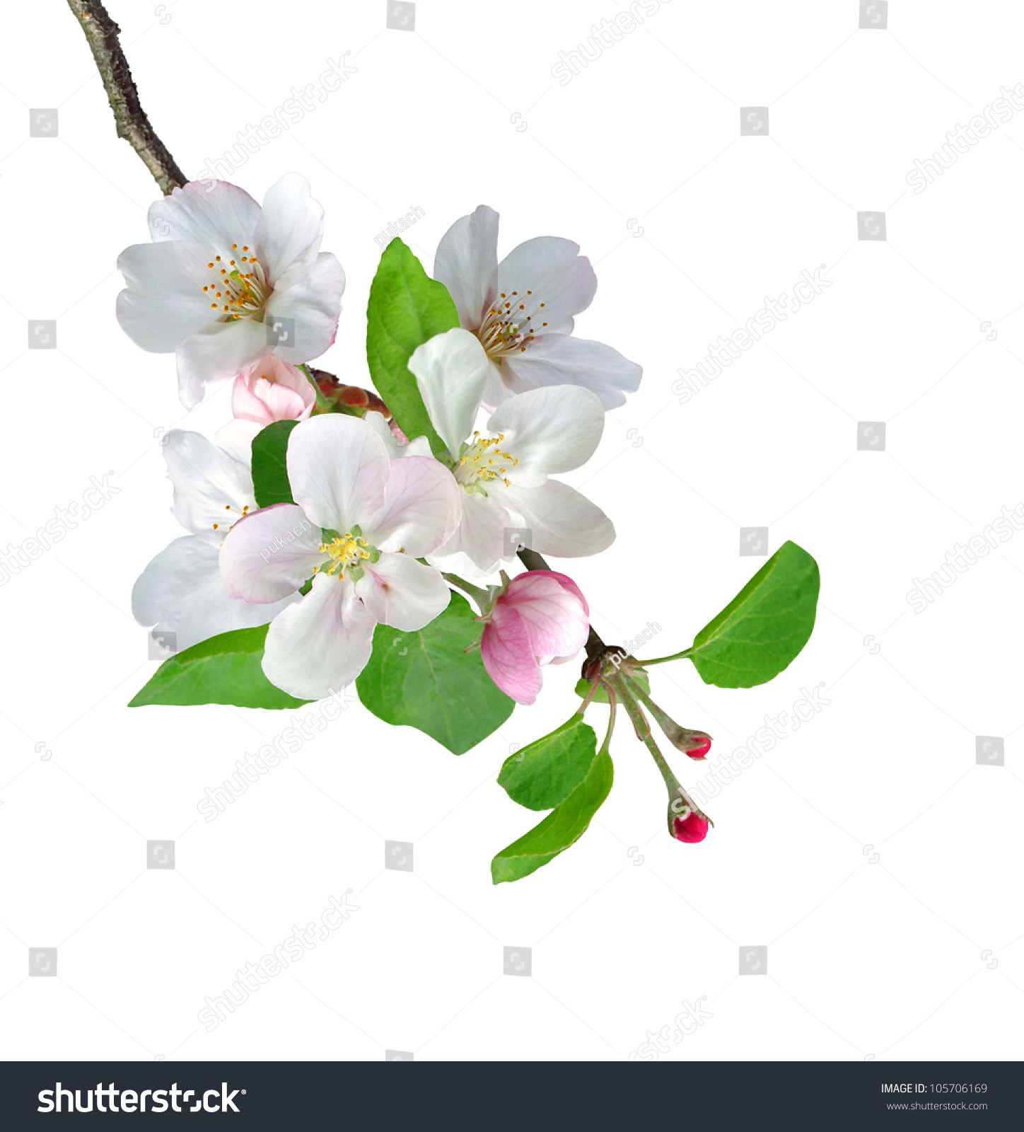 White Apple Flowers Branch Isolated On Stock Photo 105706169 | Shutterstock