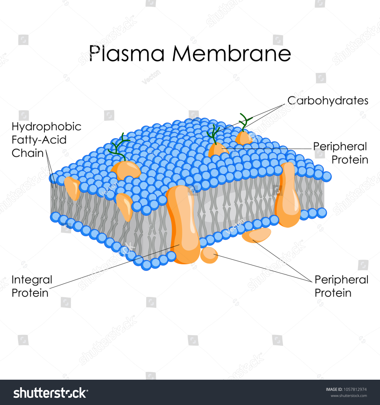 cell membrane labeled