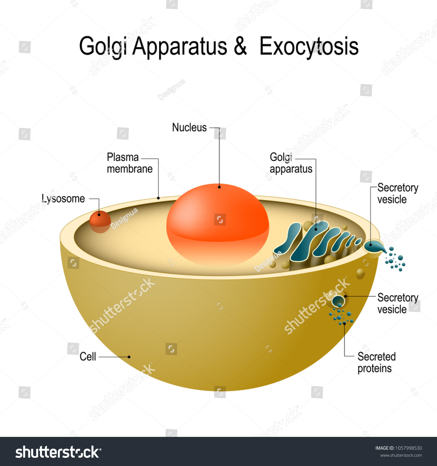 Golgi Apparatus Exocytosis Cell Transports Molecules Stock Vector ...