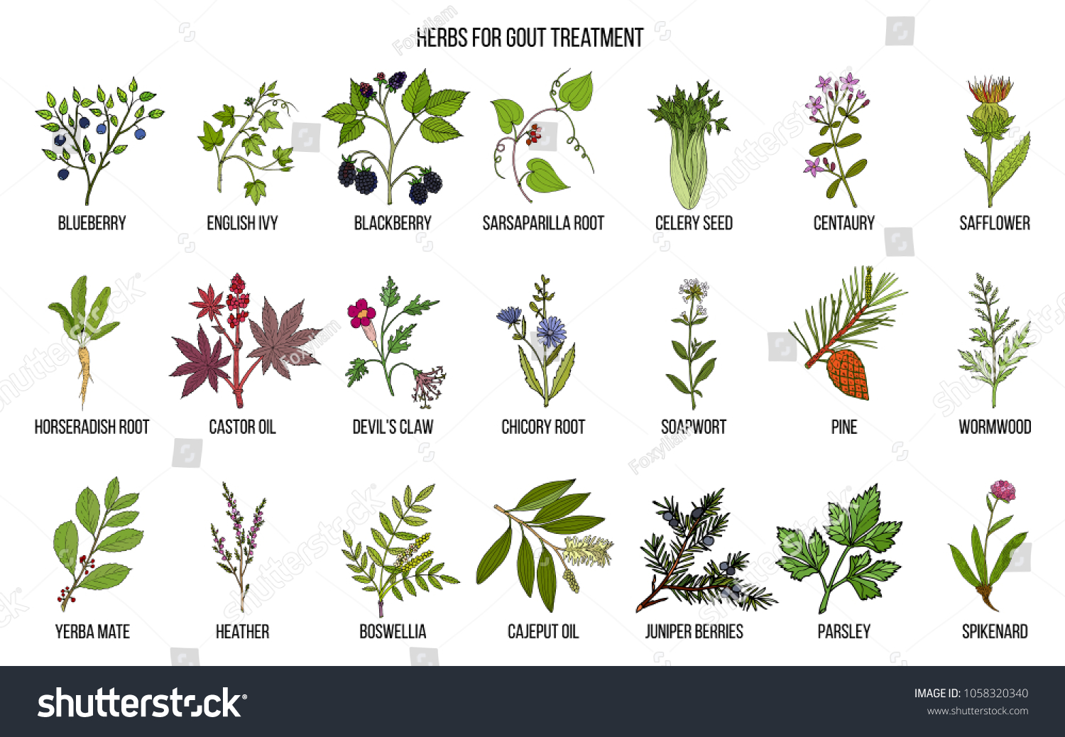 Collection Natural Herbs Gout Treatment Hand Stock Vector (royalty Free 