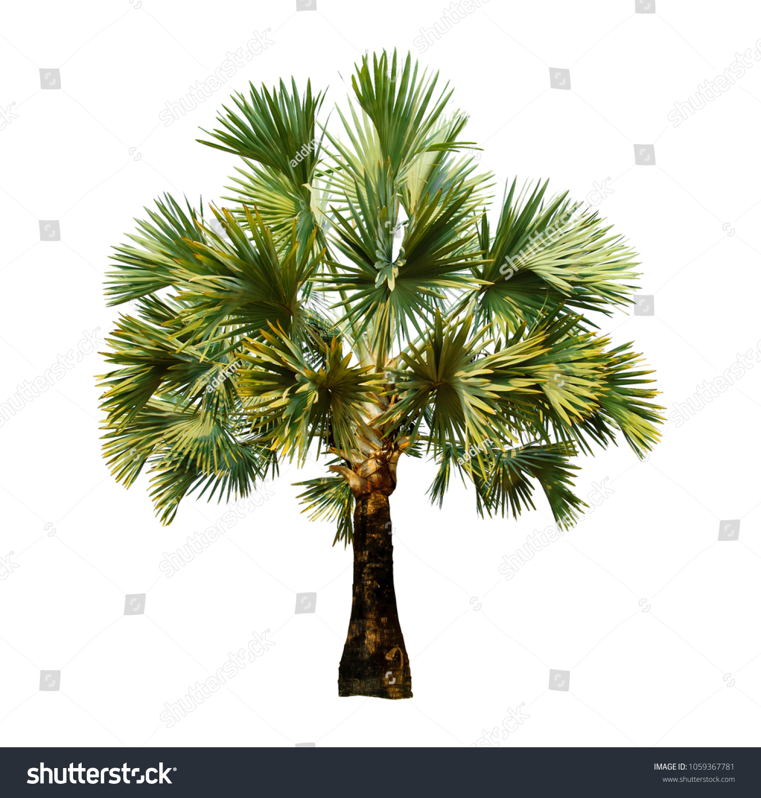 Palm Tree Isolated On White Background Stock Photo 1059367781 ...