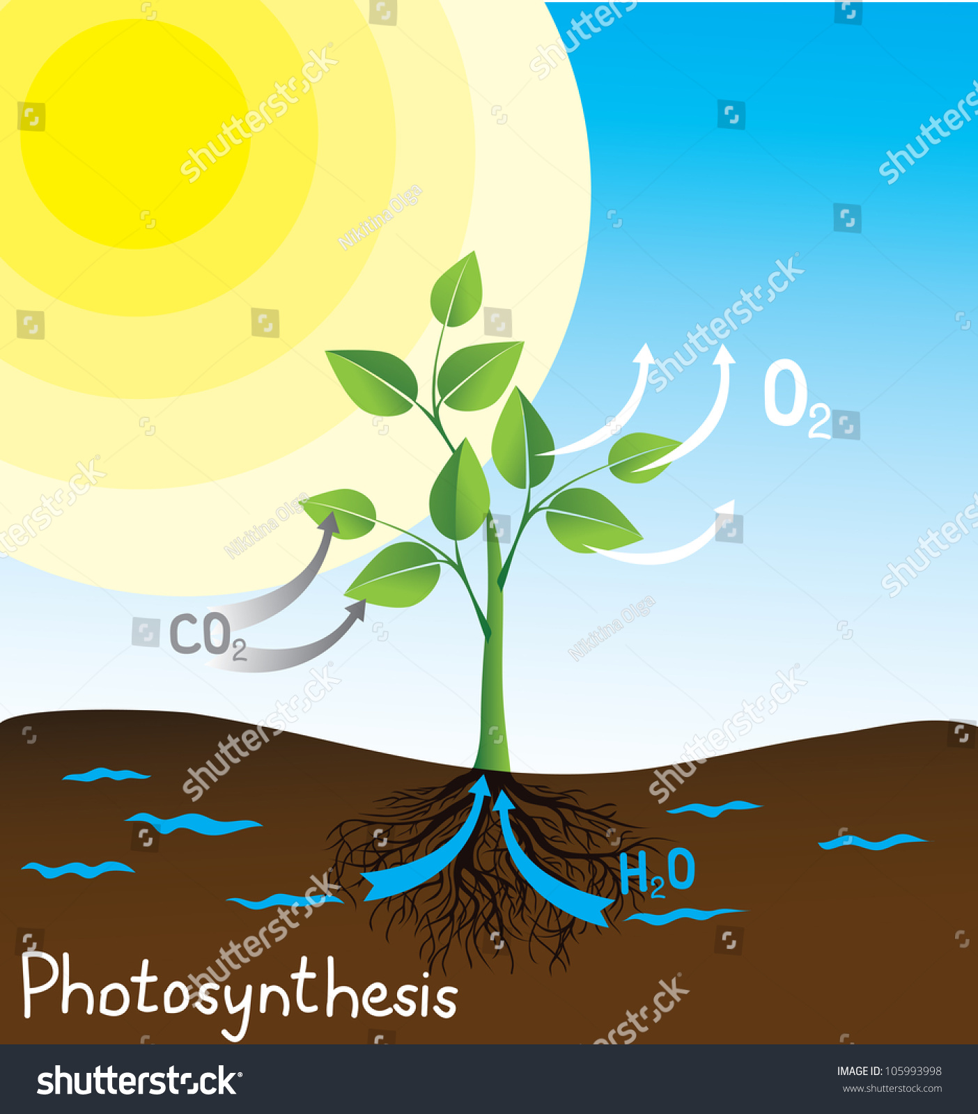 Photosynthesis Vector Image Simple Scheme Students Stock Vector ...