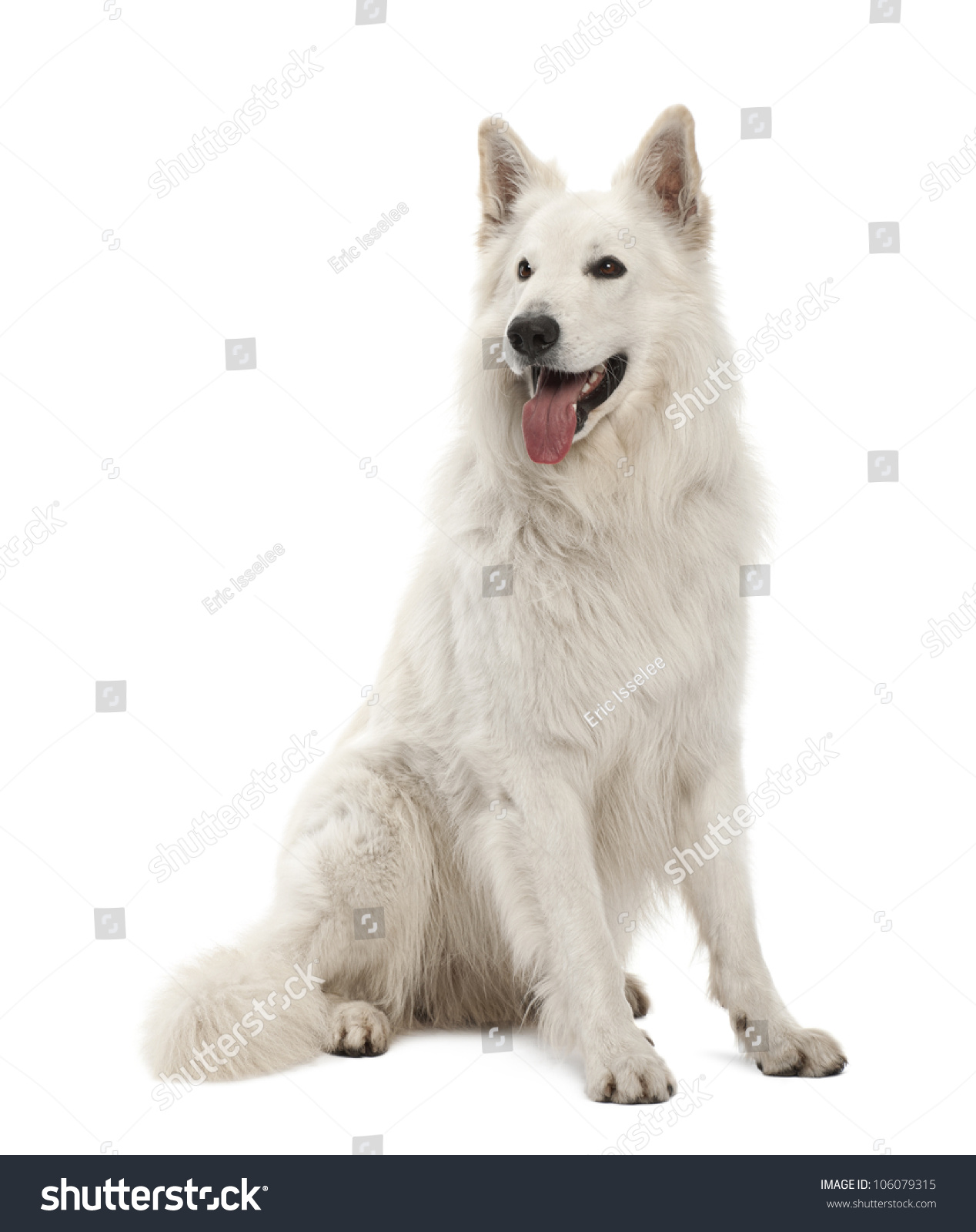 Berger Blanc Suisse 5 Years Old Stock Photo 106079315 | Shutterstock