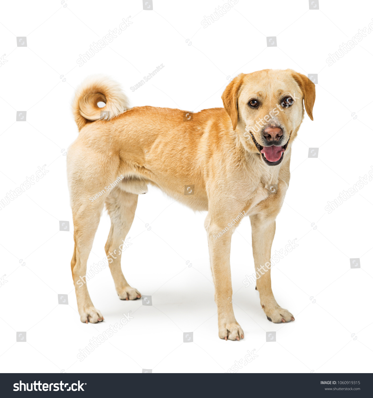 Cute Yellow Labrador Retriever Mixed Breed Stock Photo 1060919315