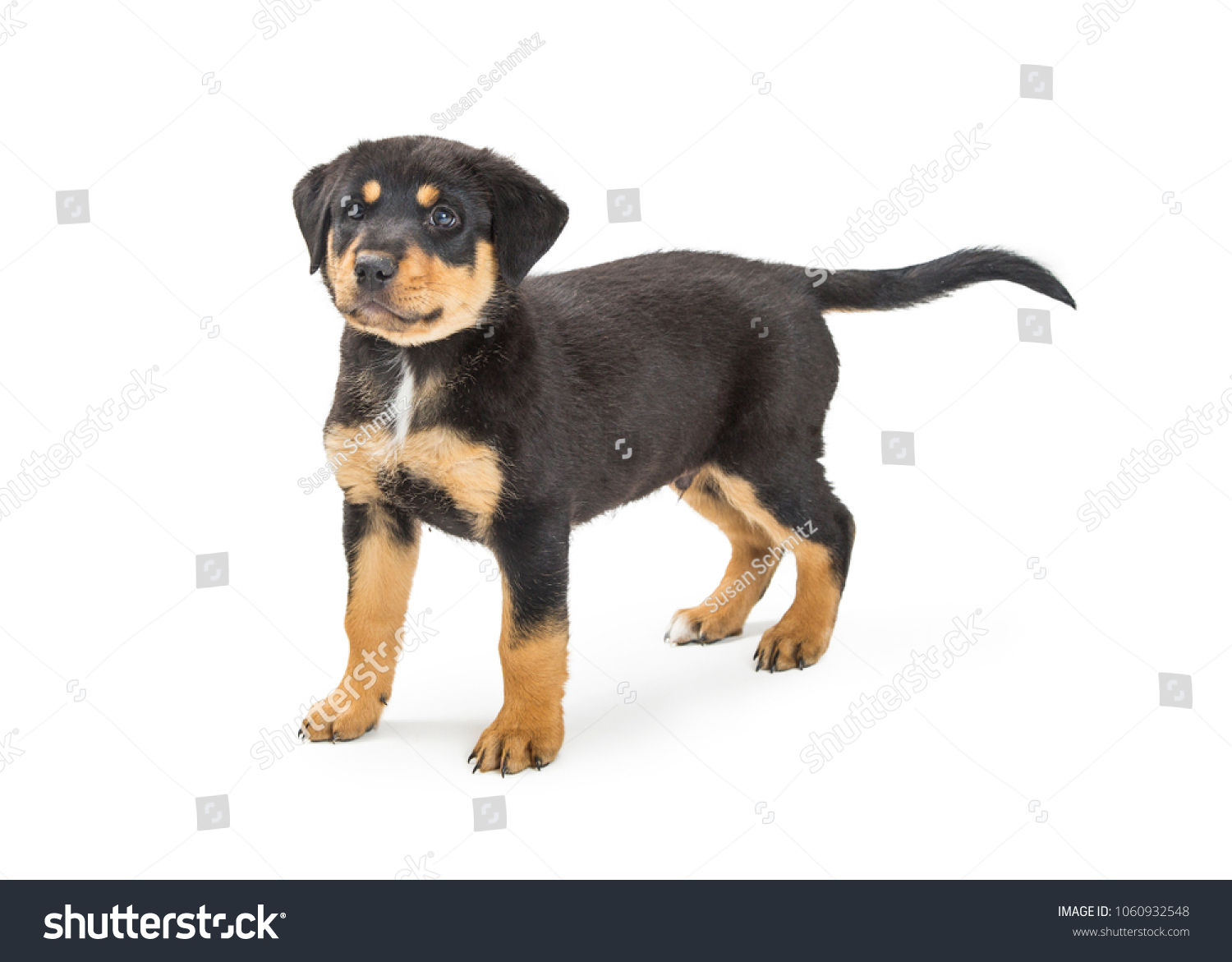 what color is a rottweiler