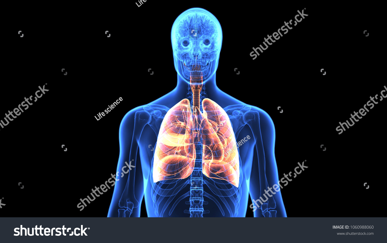 Human Body Respiration System Anatomy D Stock Illustration Shutterstock