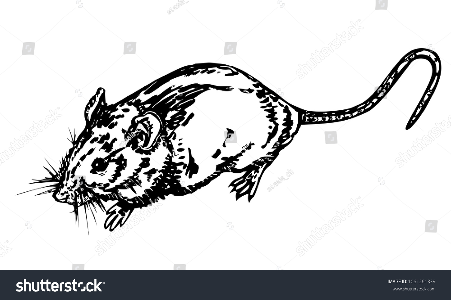 Black White Sketch Rat Vector Illustration Stock Vector (Royalty Free ...