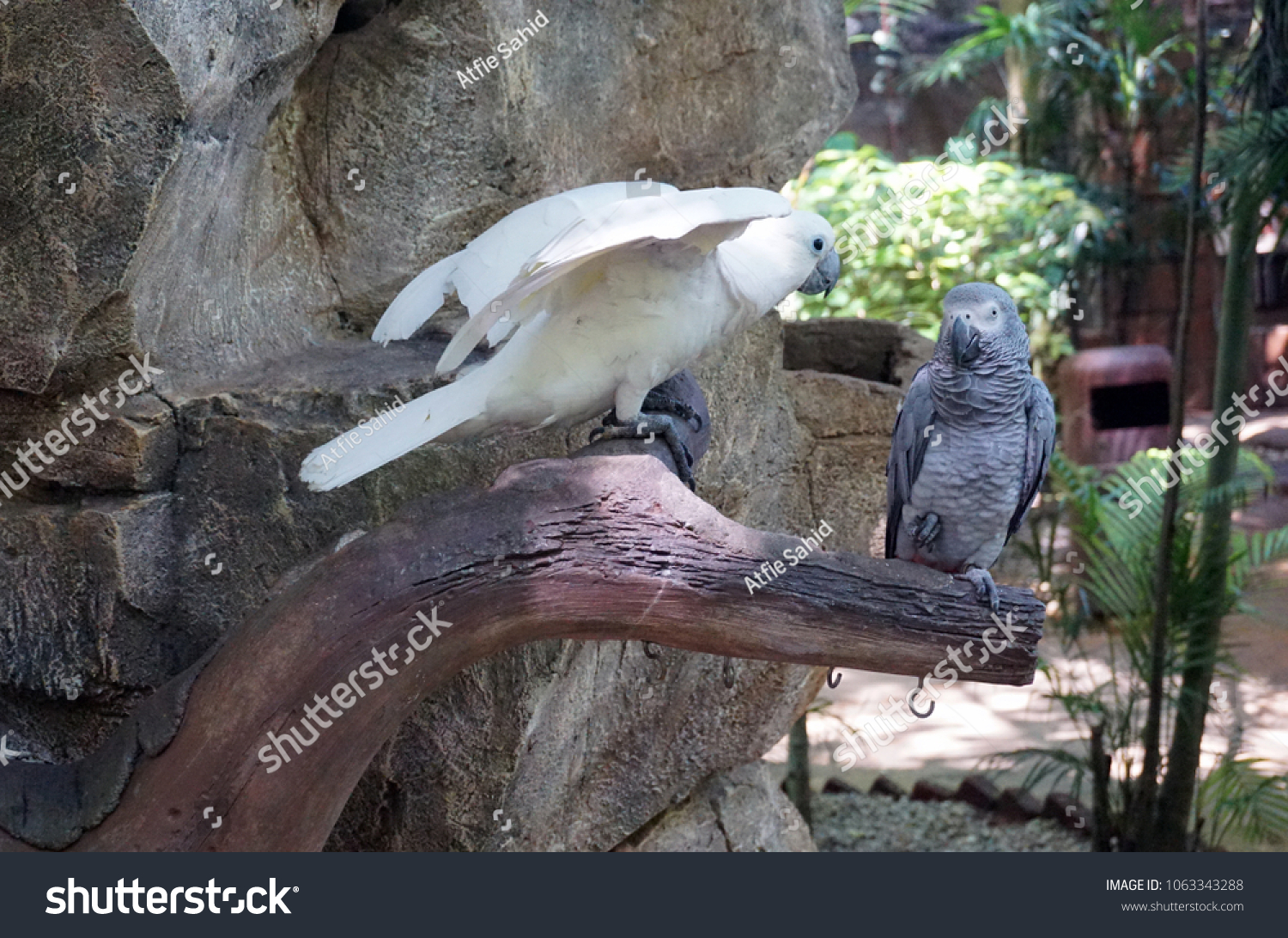 grey cockatoo