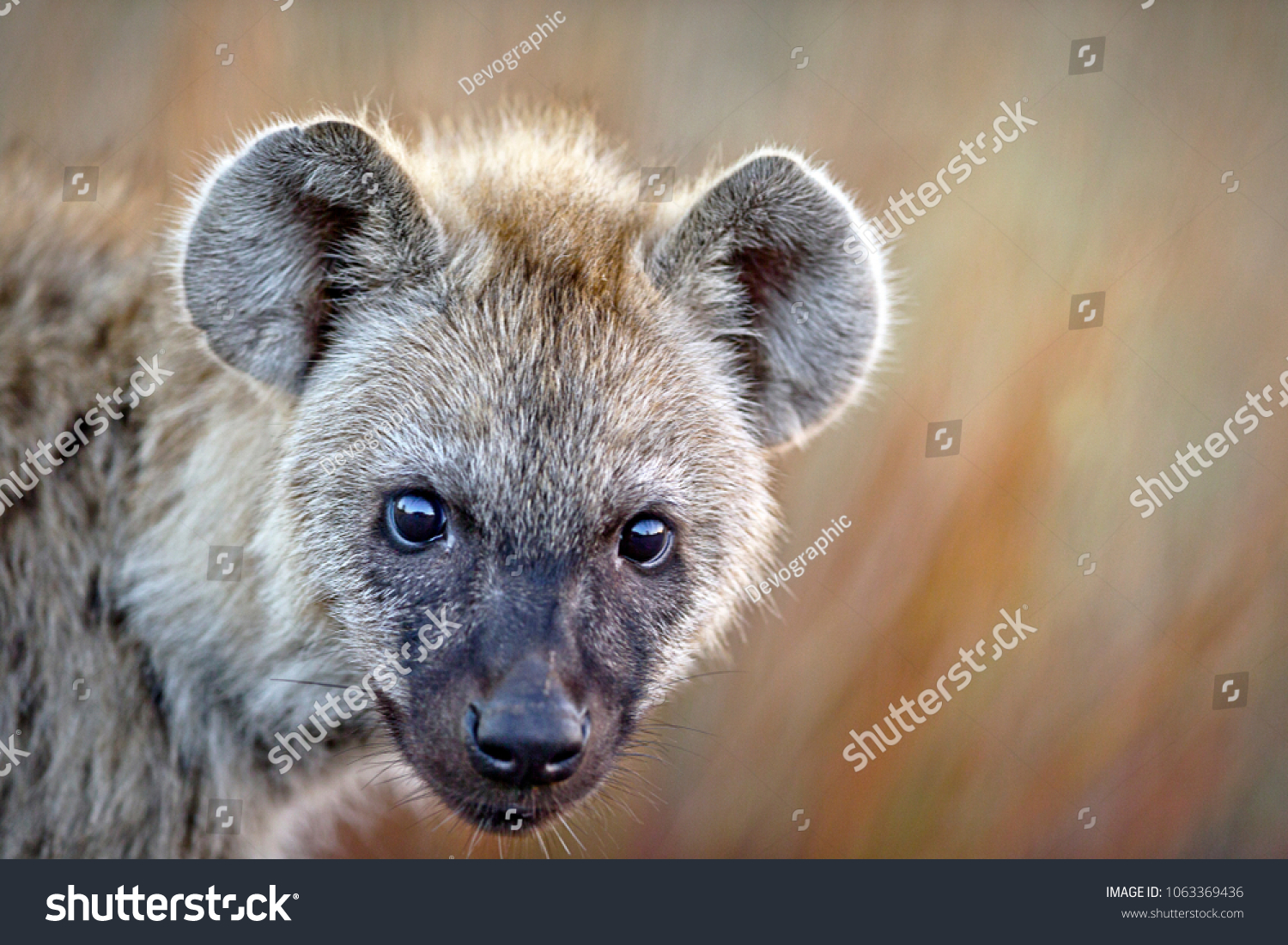 albino hyena