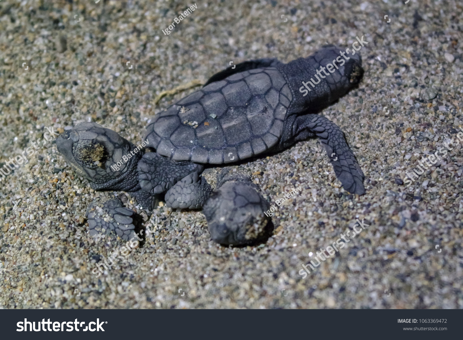 Young Sea Turtles Caretta Caretta Loggerhead Stock Photo 1063369472 ...