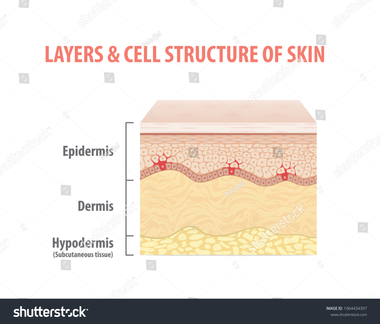 Layers Cell Structure Skin Illustration Vector Stock Vector (Royalty ...