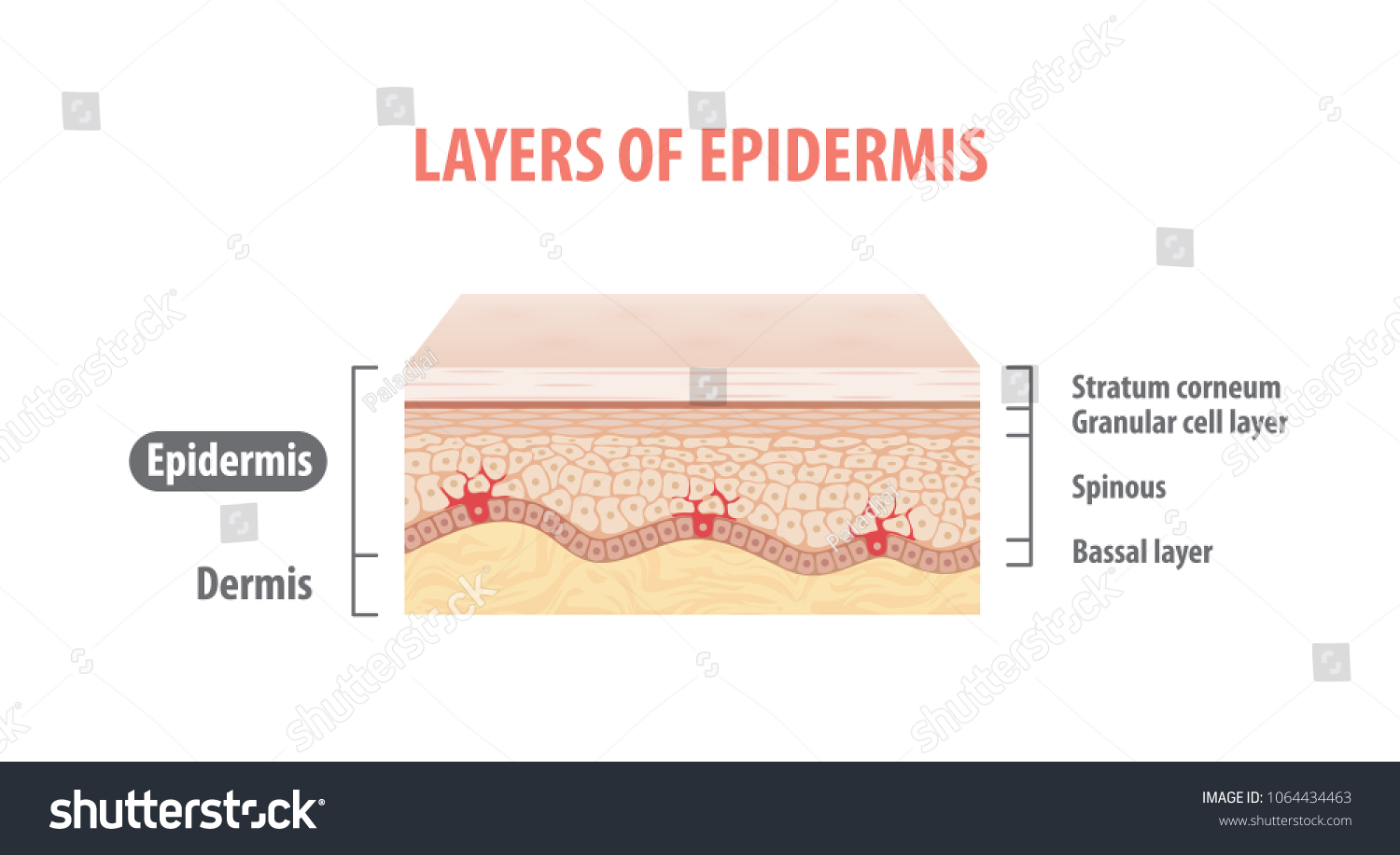 Layers Epidermis Illustration Vector On White Stock Vector (Royalty ...