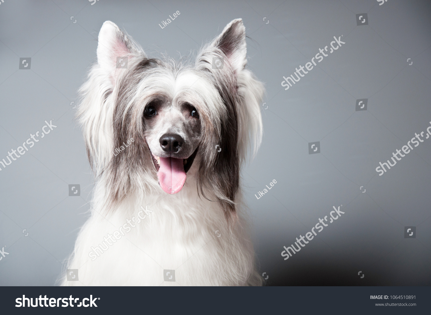 Китайская хохлатая собака белая