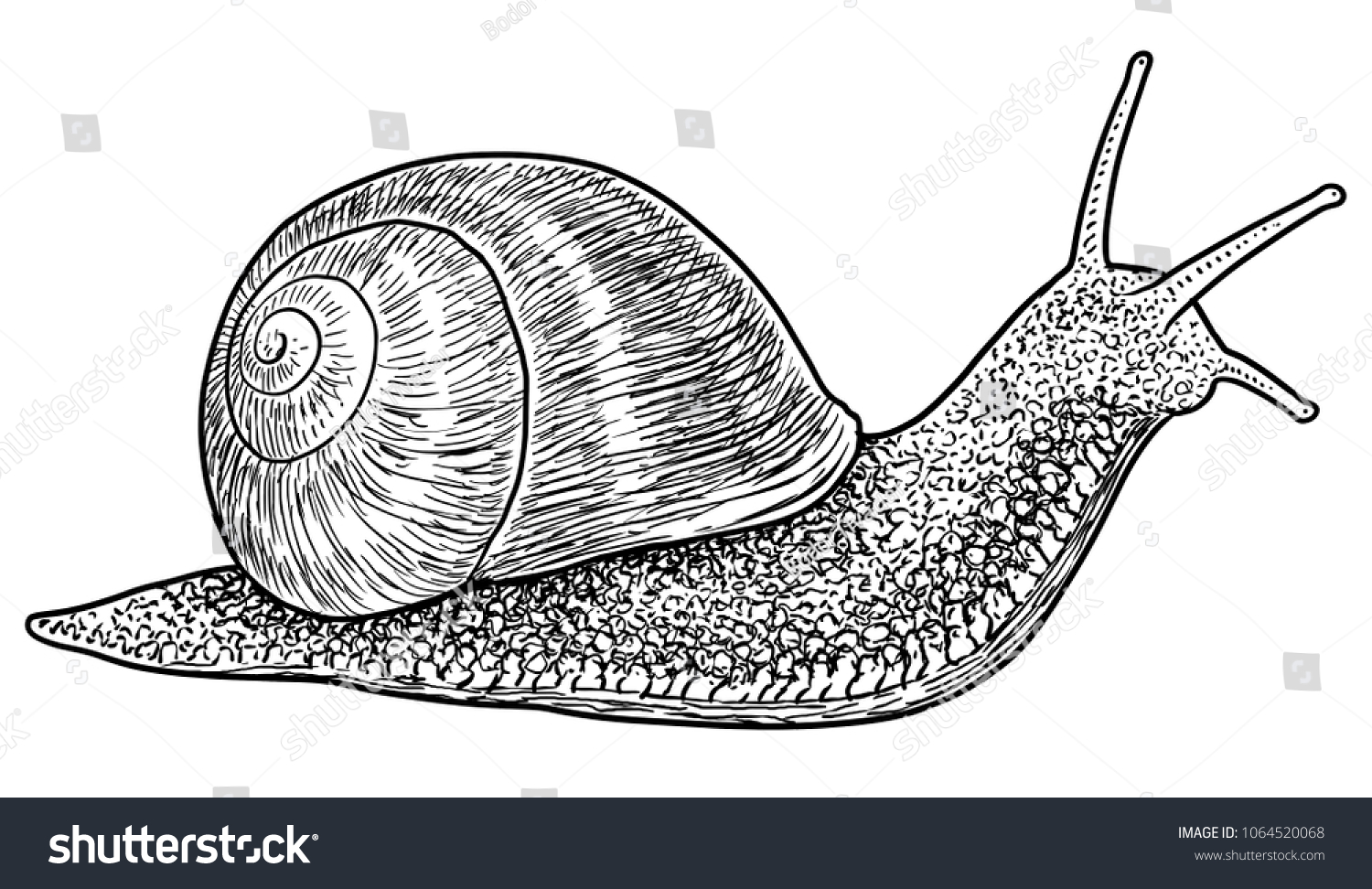 Брюхоногие моллюски зарисовка
