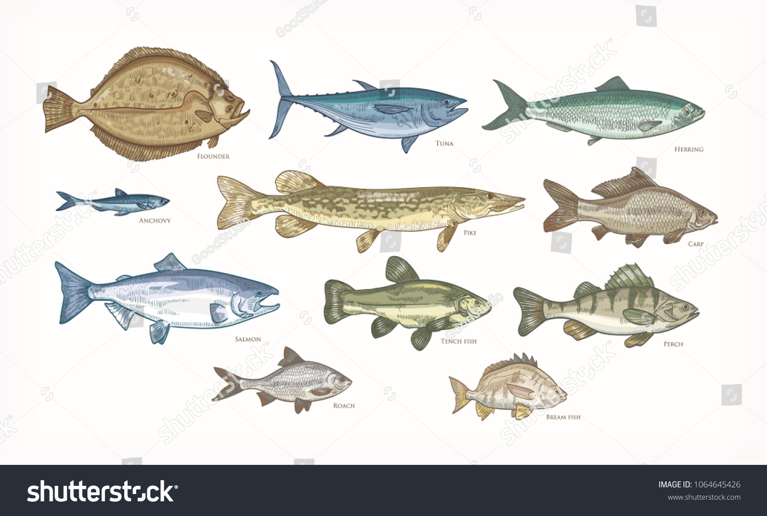 Set Elegant Drawings Fish Isolated On Stock Vector (Royalty Free ...