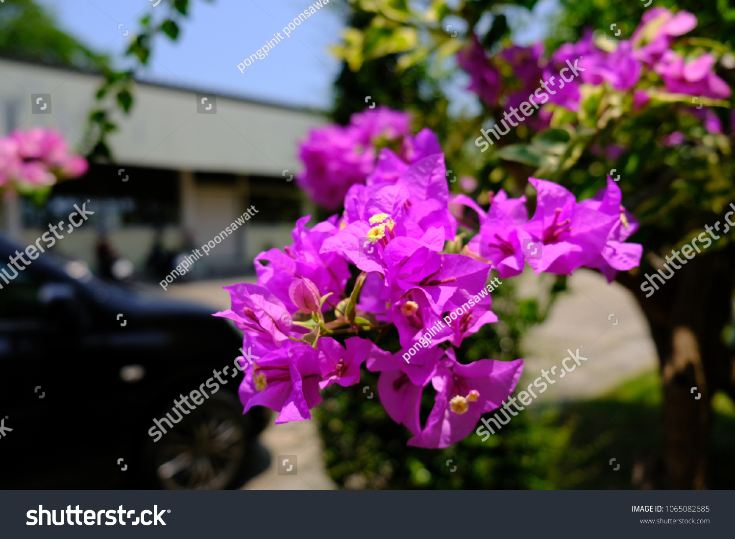 Bougainvillea Flowers Texture Background Red Flowers Stock Photo ...