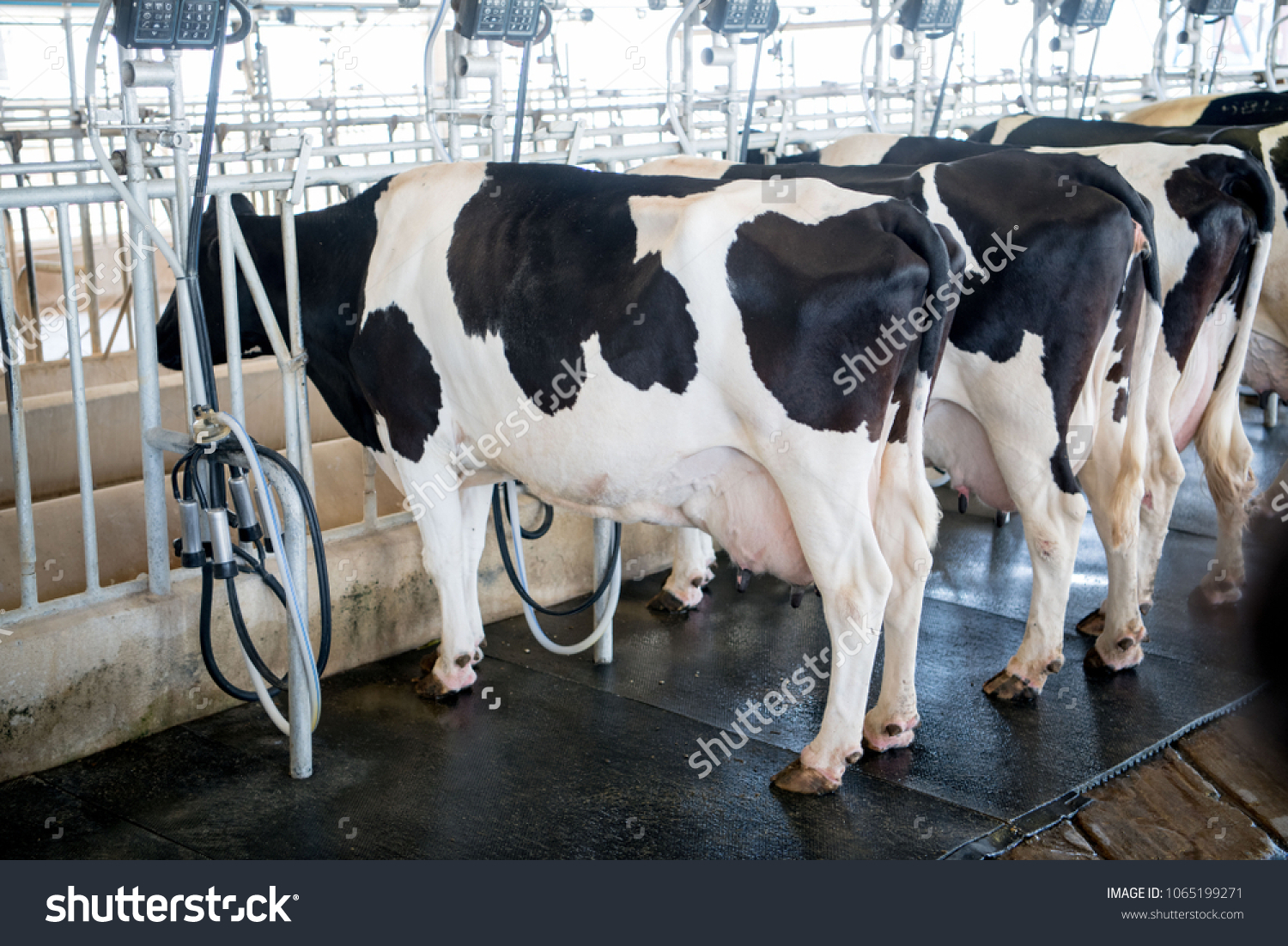 Dairy Farming Dairy Cows Rotary Milking Stock Photo 1065199271 ...