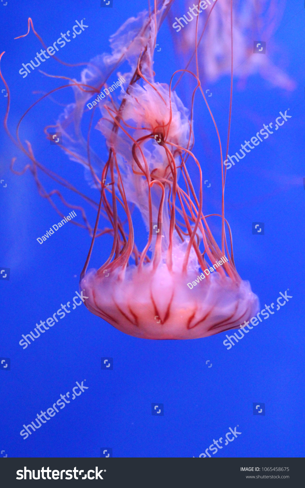 giant red jellyfish