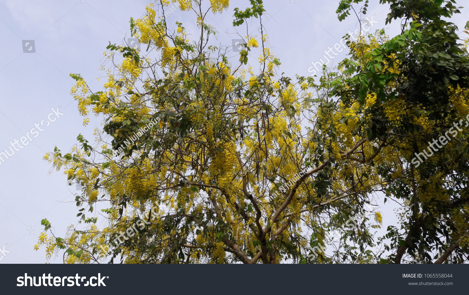 Jacaranda Tree Nature Background Stock Photo 1065558044 | Shutterstock