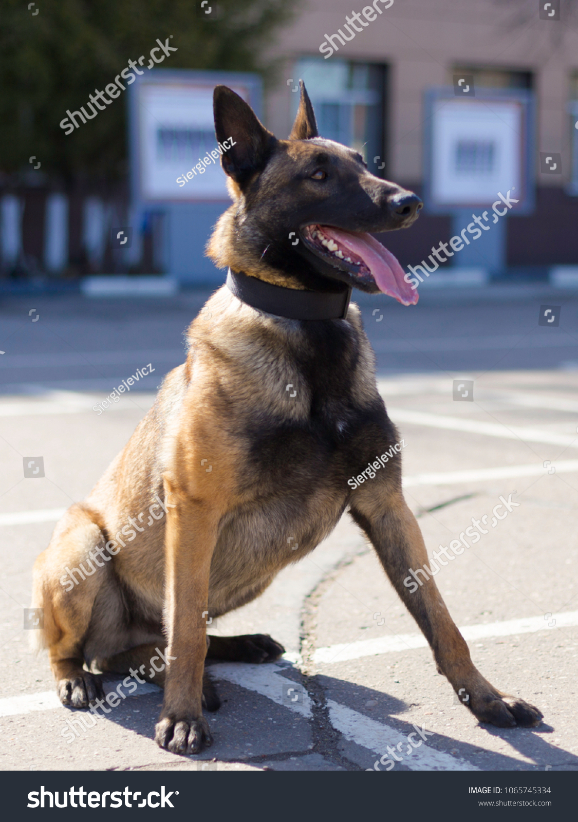 are belgian malinois good service dogs