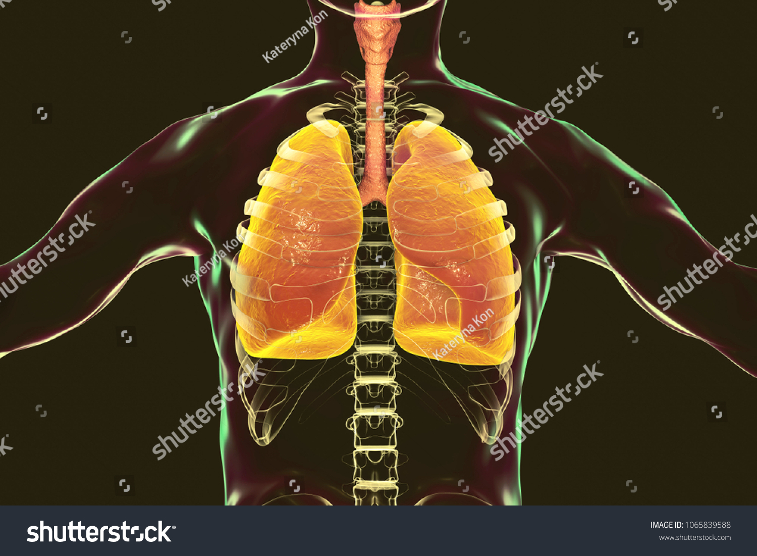 Human Respiratory System Lungs Trachea Larynx Stock Illustration Shutterstock