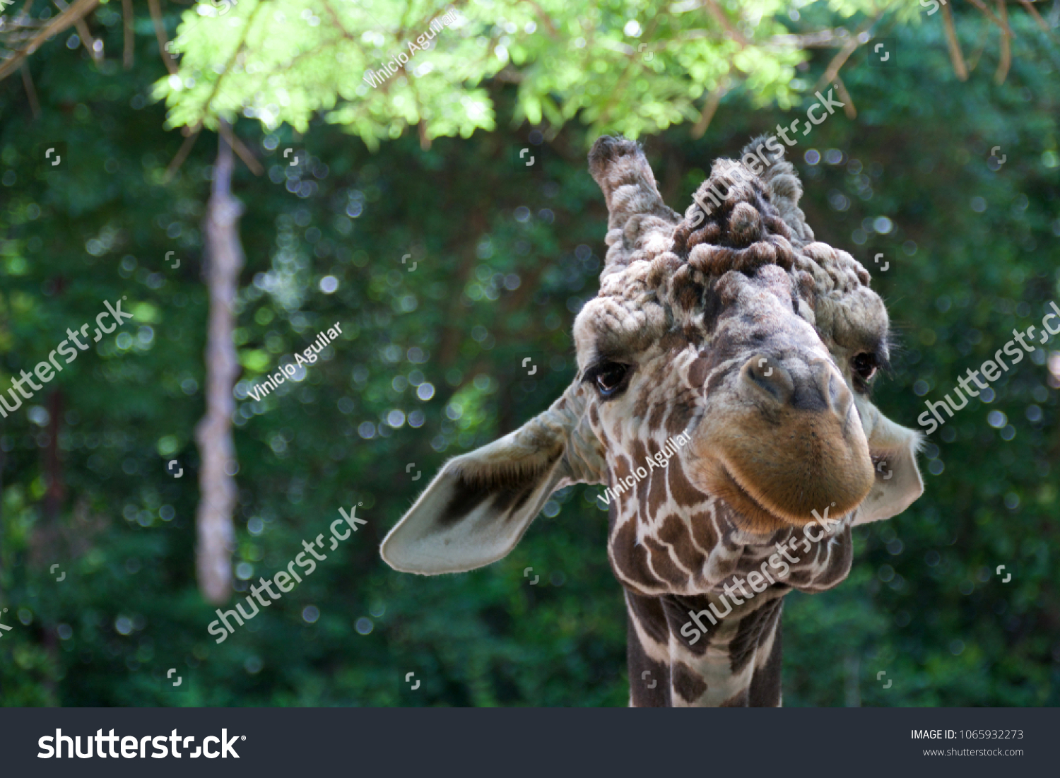 Giraffe Atlanta Zoo Ga Usa June Stock Photo 1065932273 | Shutterstock