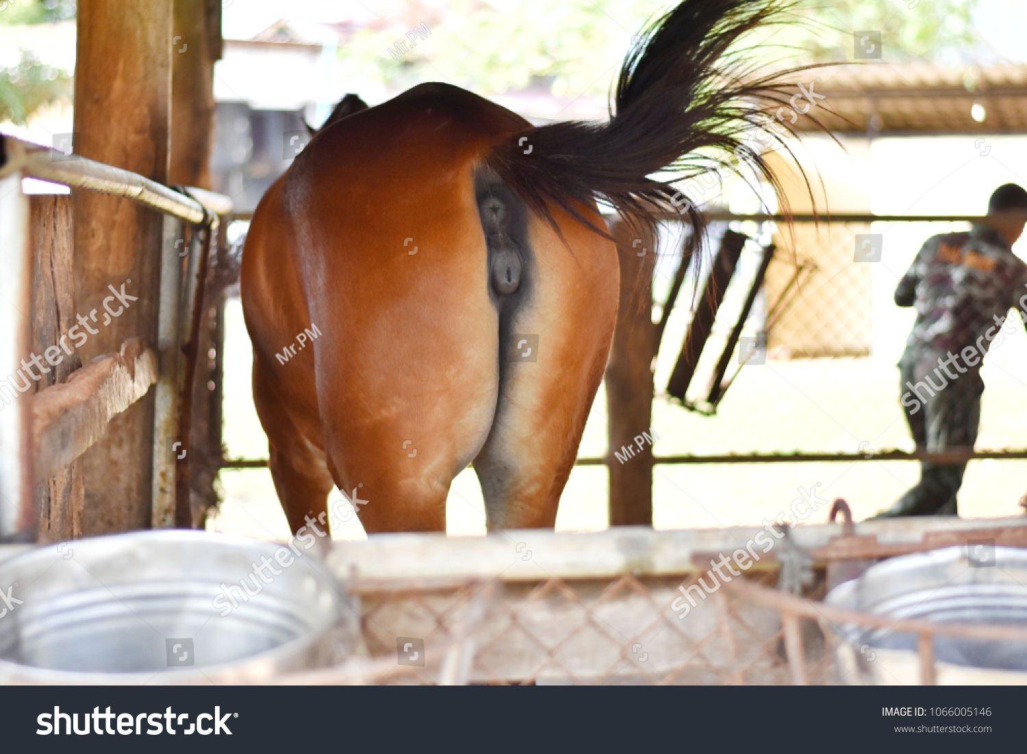 Horse's ass: стоковые изображения в HD и миллионы других стоковых ...