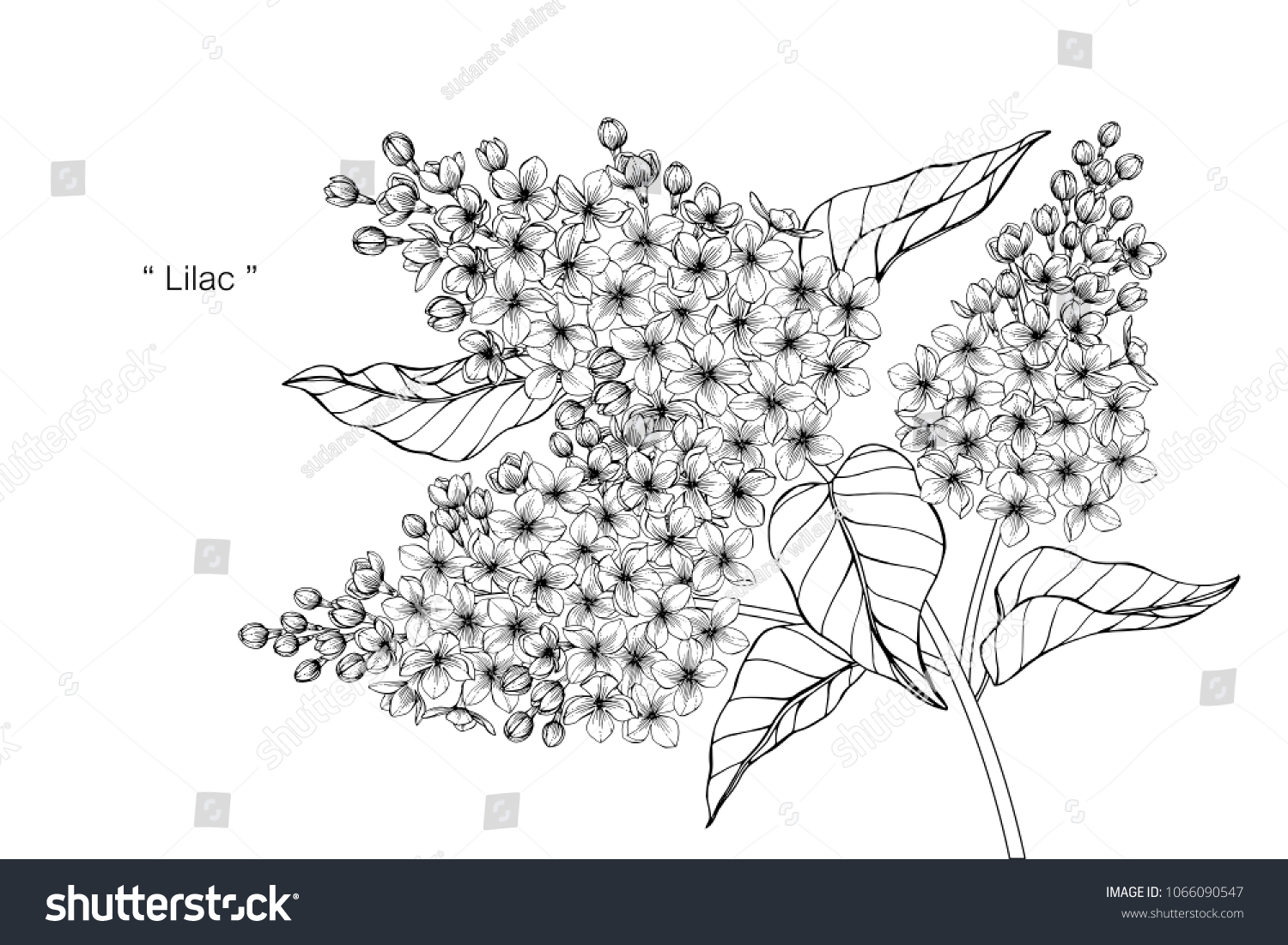 Lilac Flower Drawing Illustration Black White Stock Vector (Royalty ...