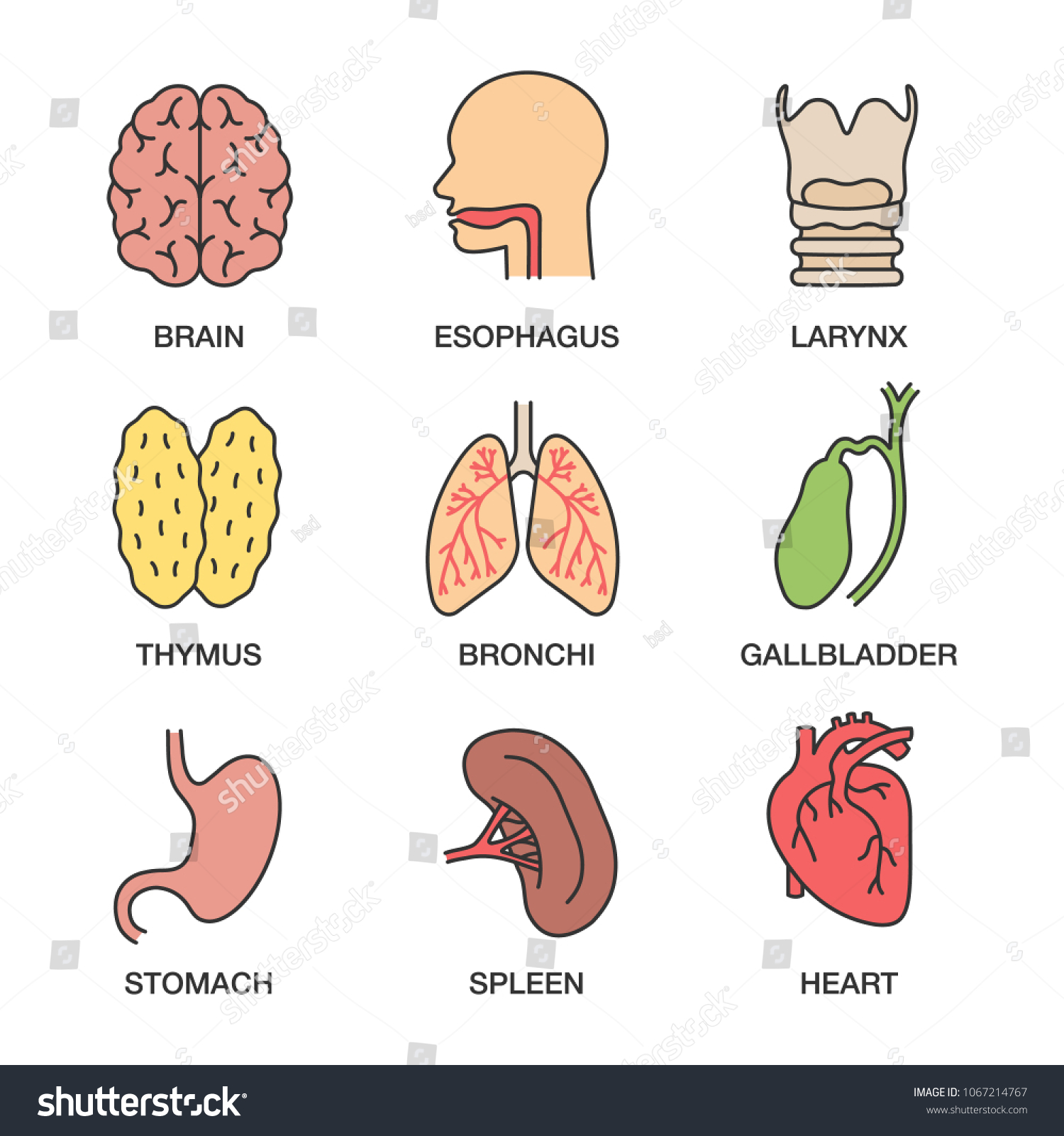 Human Internal Organs Color Icons Set Stock Vector (Royalty Free ...