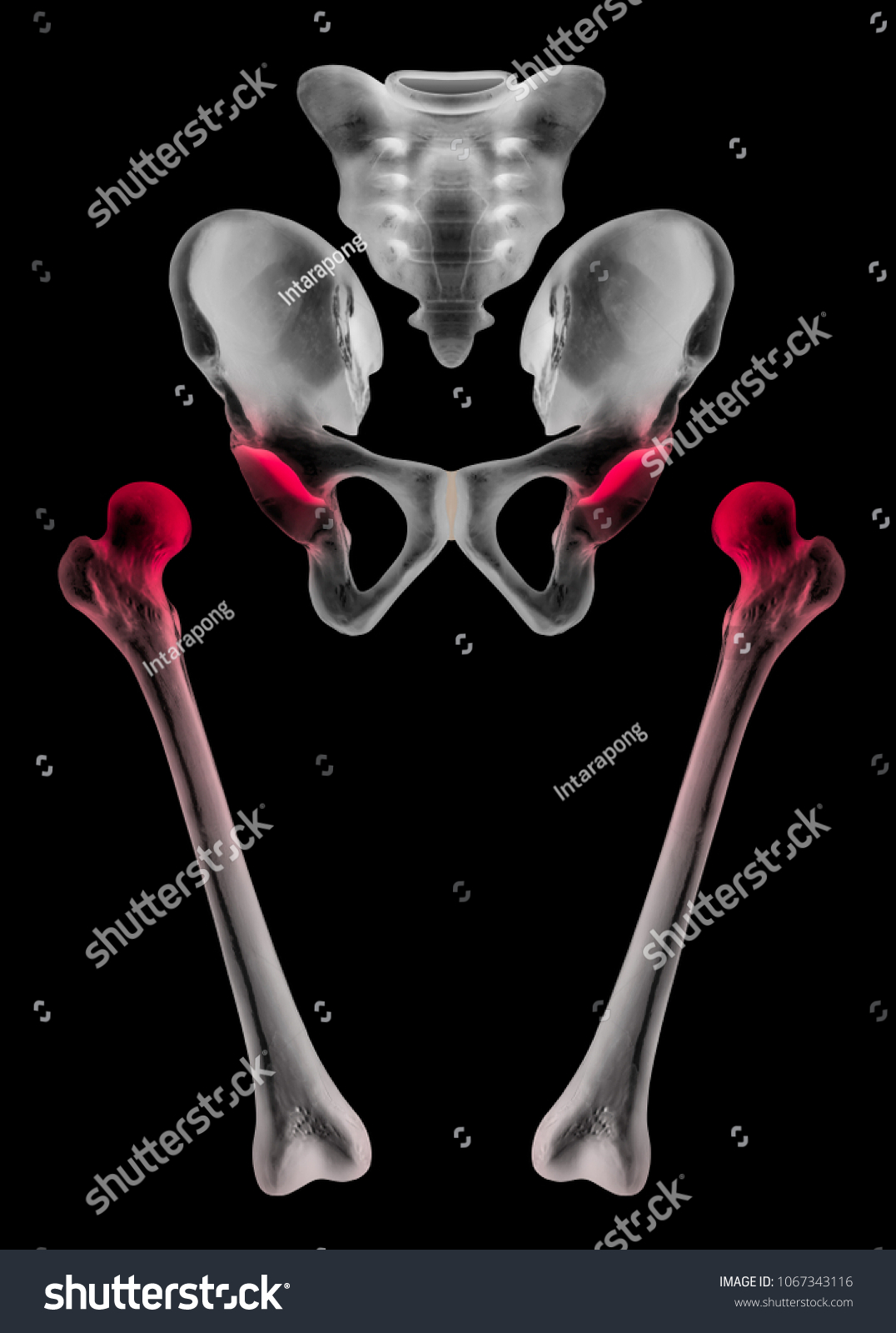 Separate Human Bones Hip Lower Limb Stock Illustration 1067343116