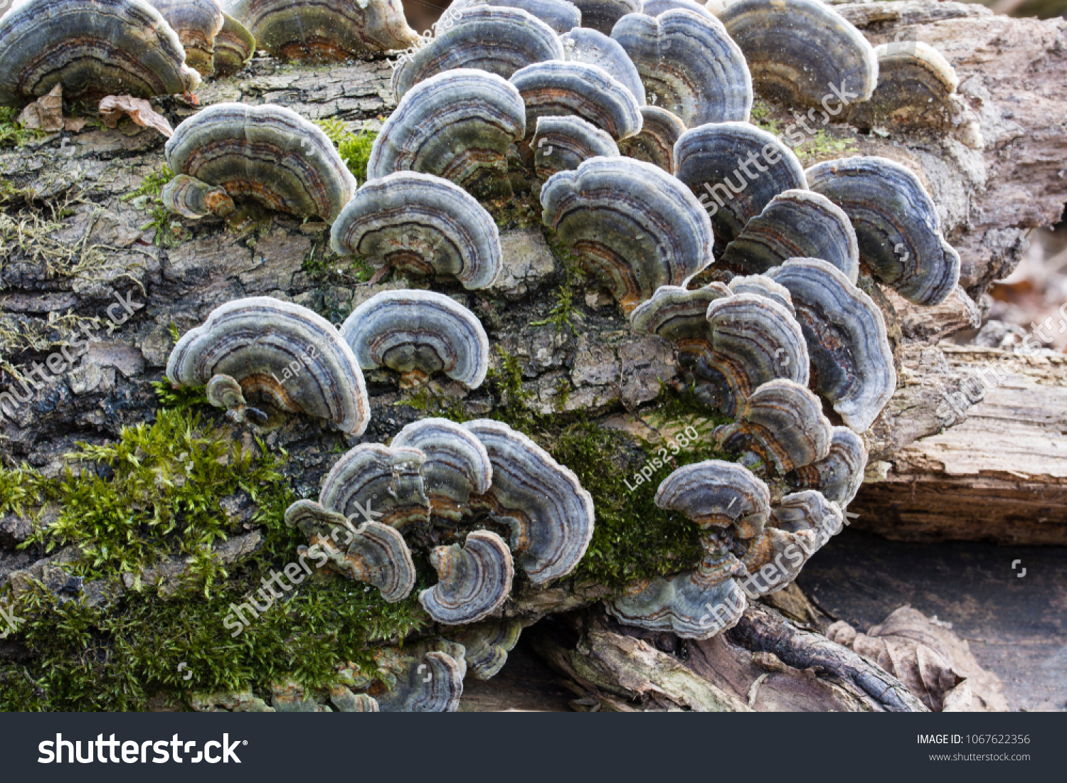 Автотрофные грибы
