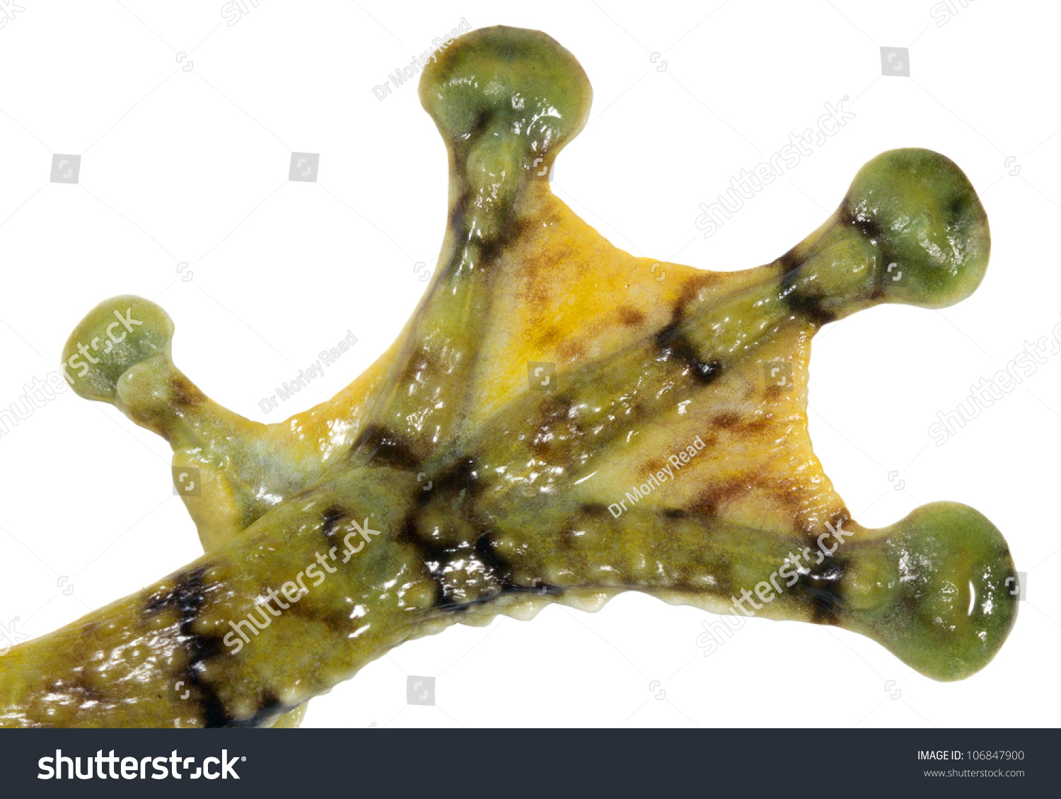 238 Frog Webbed Toe Images, Stock Photos & Vectors | Shutterstock