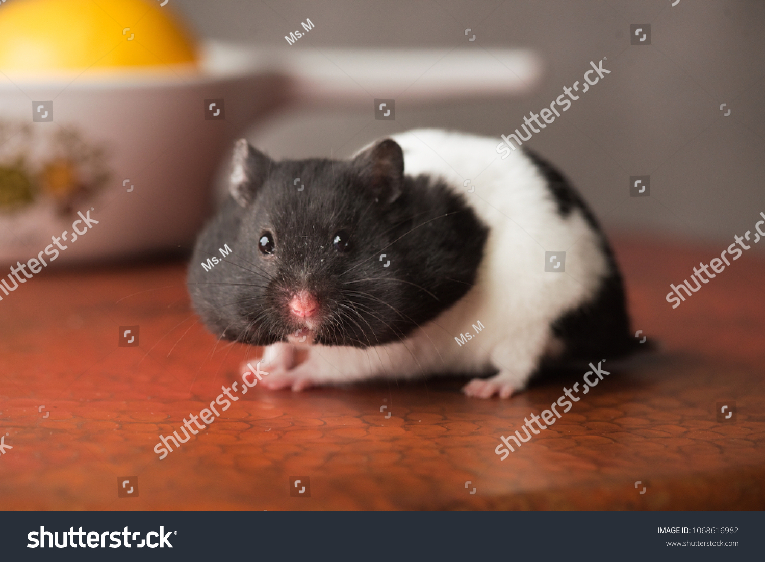 panda hamster