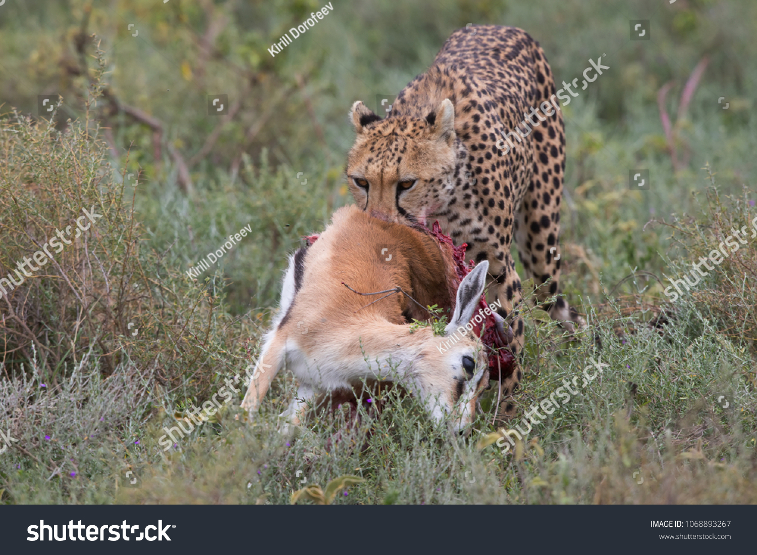 cheetah eating prey