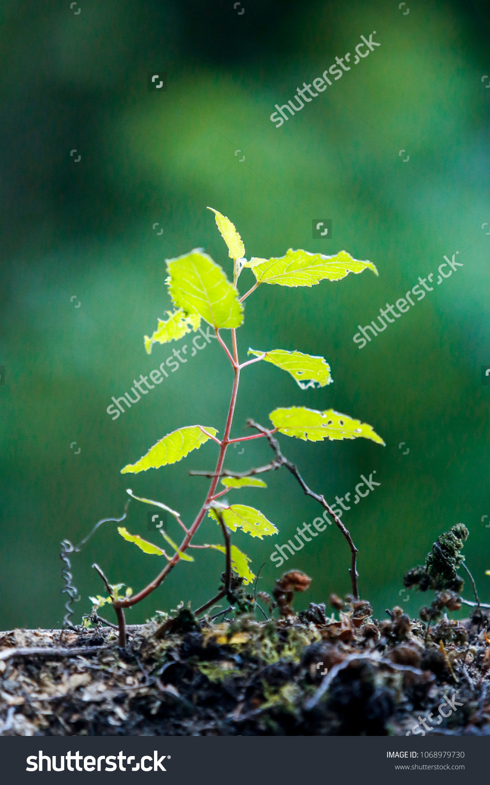 Birth Young Tree Humid Forests Sampling Stock Photo 1068979730 ...