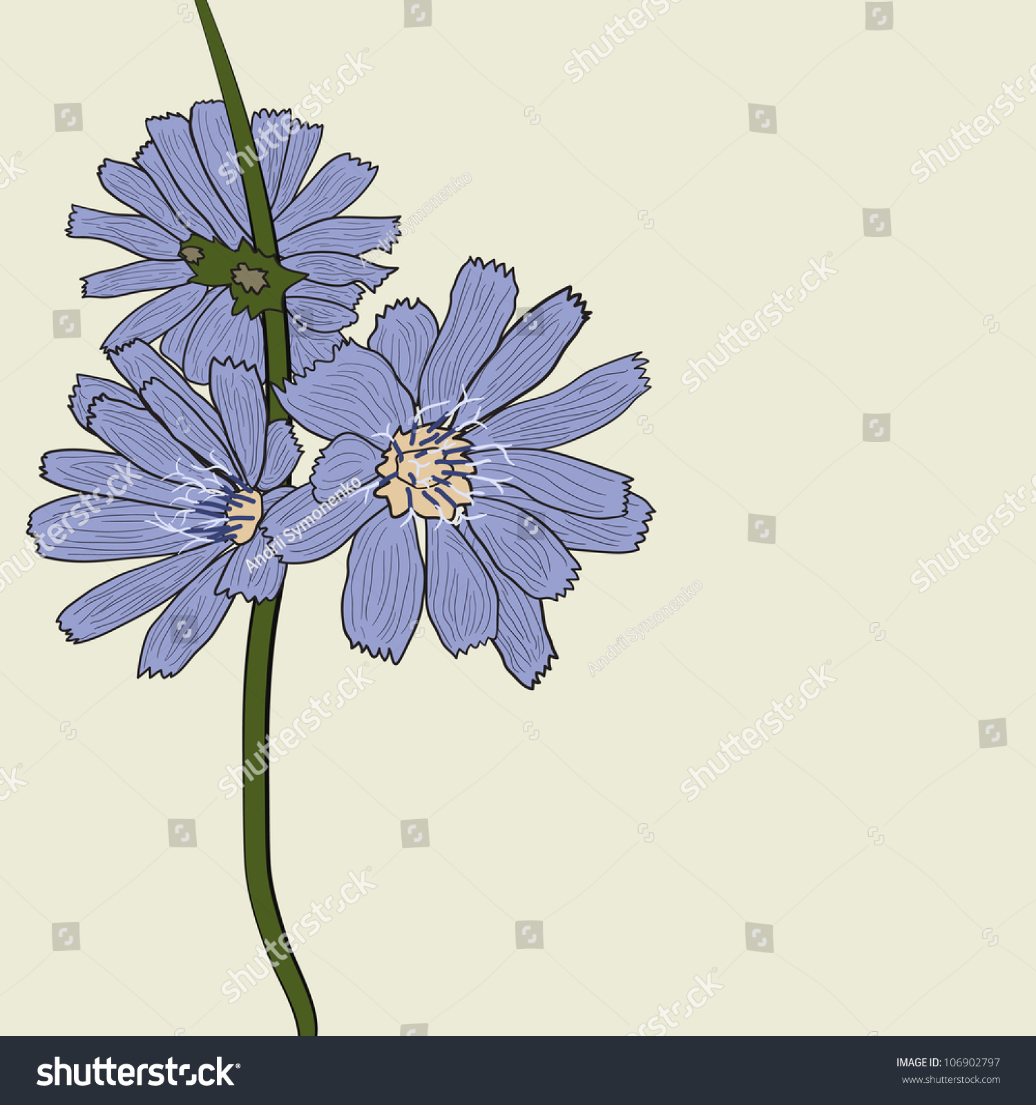 Цветок цикория иллюстрация графического вектора