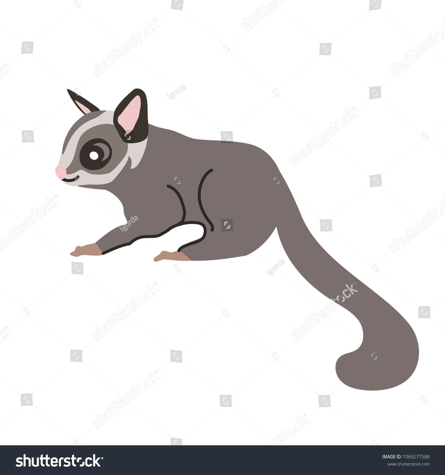 Sugar Glider Vector Illustration Cute Sugar Stock Vector (Royalty Free ...