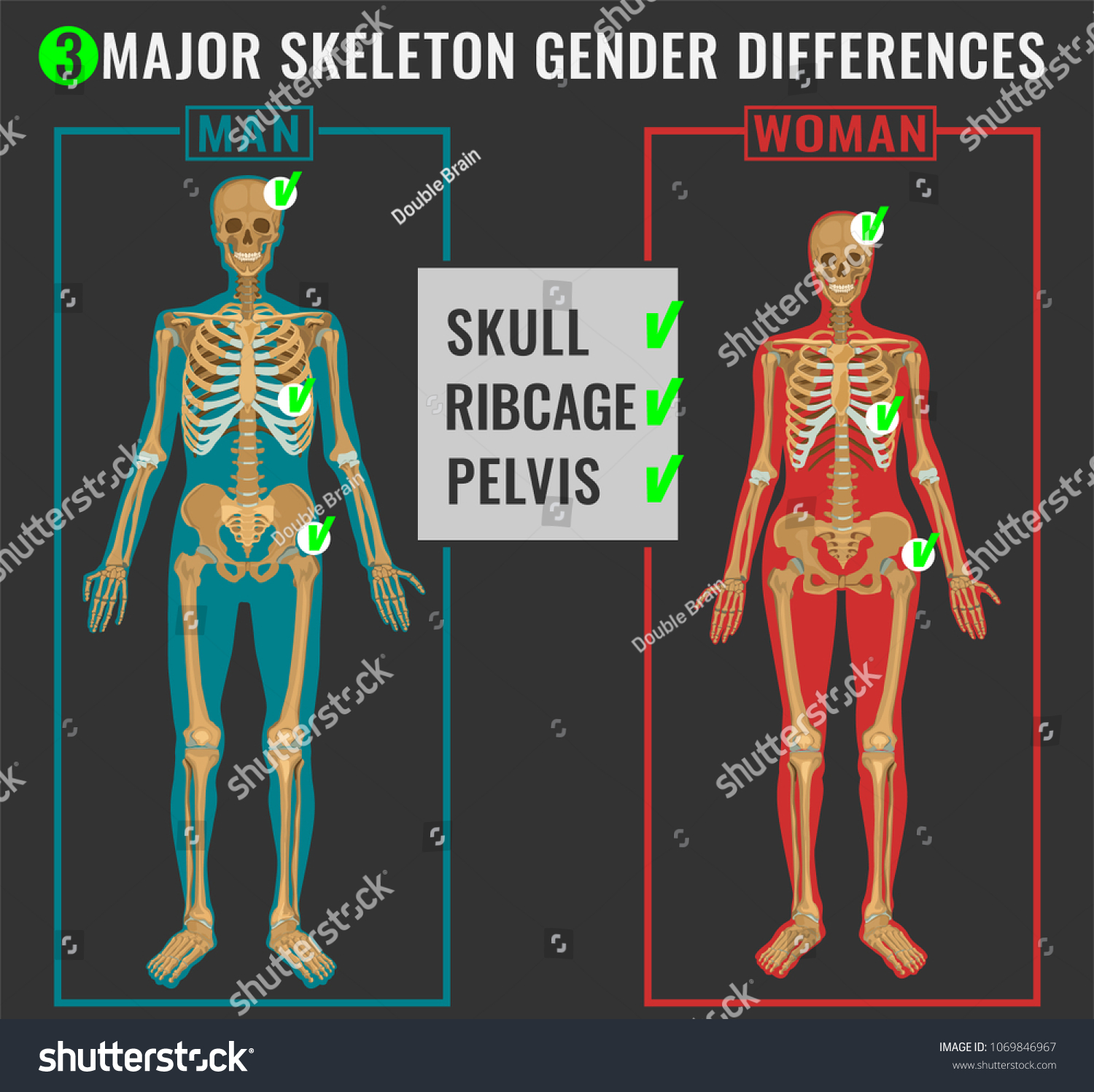 female vs male skeleton