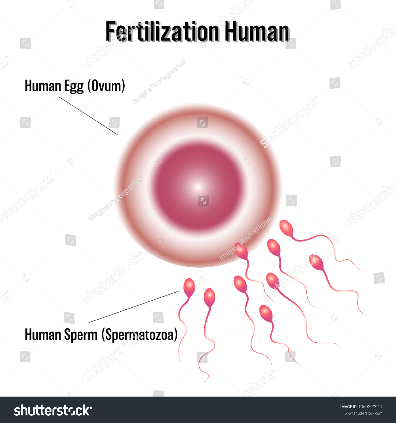 Fertilization Human Isolated On White Background Stock Vector (Royalty ...