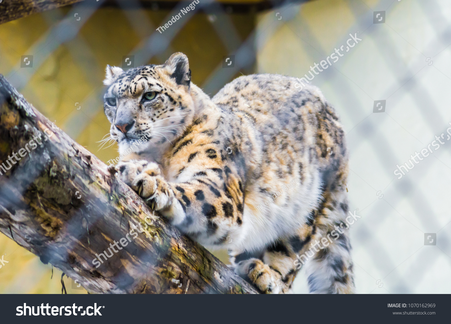 Big Rare Snow Leopard Stretching On库存照片1070162969 | Shutterstock
